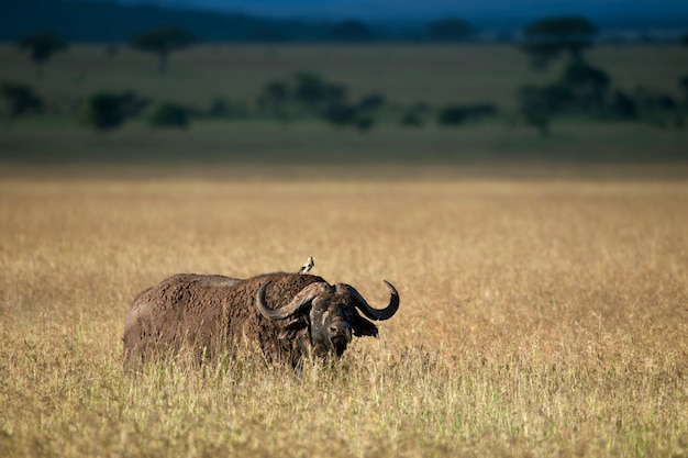 Buffalo al parco nazionale del serengeti