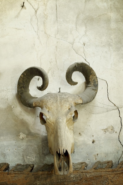 Buffalo skull on old wall