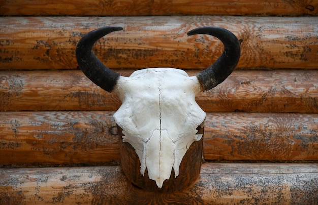 Buffalo skull with horns on a wooden wall