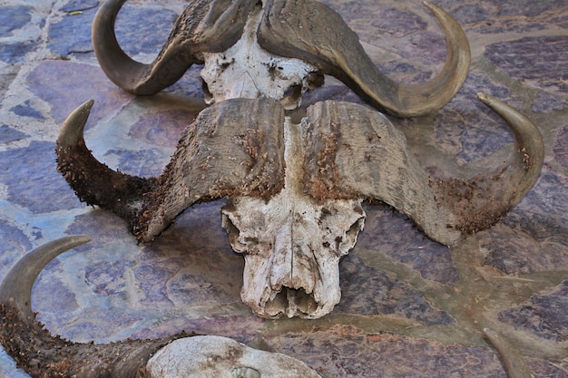 Photo buffalo skulls in tanzania africa