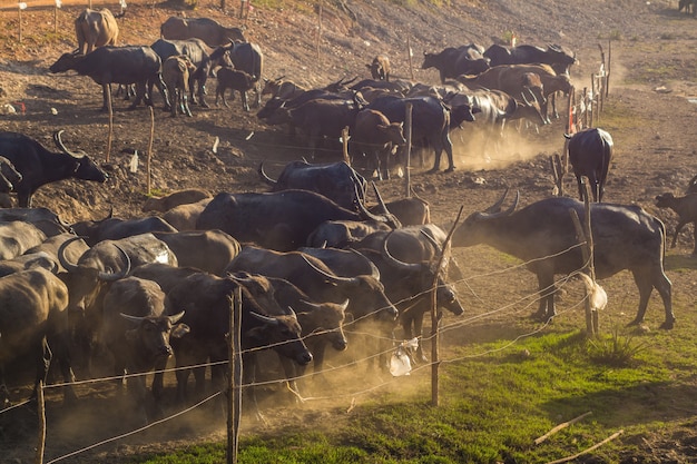 Buffalo in stall at sunset