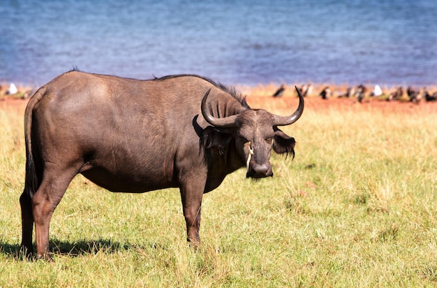 Buffalo standing on field during sunny day