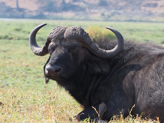 Foto il bufalo in piedi sul campo