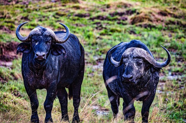 Foto il bufalo in piedi sul campo