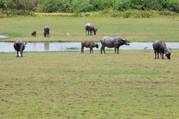 Buffalo standing in meadow.