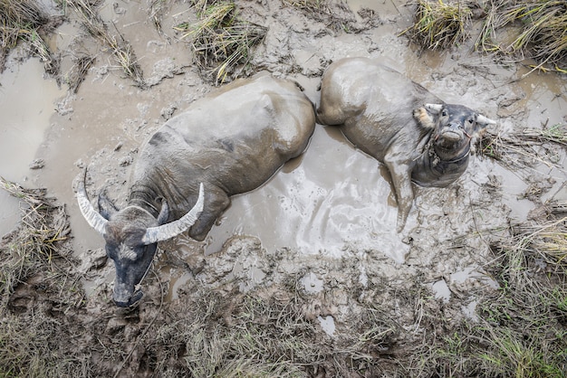 Photo buffalo thai soaked in the swamp - water buffalo in a mud pond at farm agriculture livestock animals asia , top view
