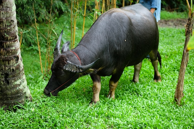 Buffalo Thailand were eating grass on the pasture.