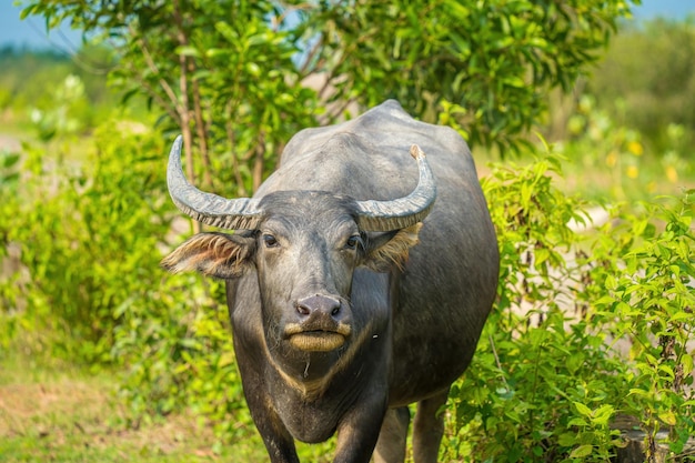 Buffalo Vietnam Long Een provincie aan de rivieroever met groen gras Landschap van Aziatische huisdieren Grote dieren in de habitat