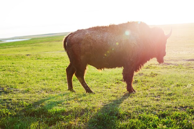 Buffalo in Yellowstone NP, USA