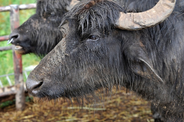 Buffaloes on a farm after the rain.