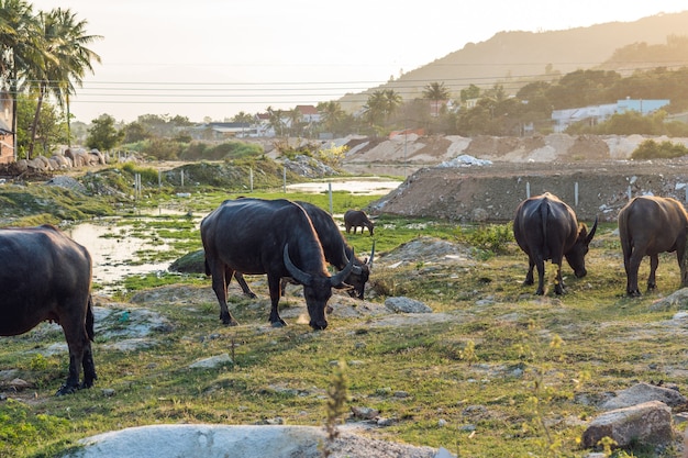 Buffaloes in the field in Vietnam, Nha Trang.