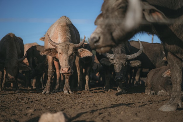 Photo buffaloes on the loose are making their way back to the buffalo stable