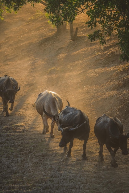 사진 느슨한 버팔로가 buffalo 마구간으로 돌아가고 있습니다.