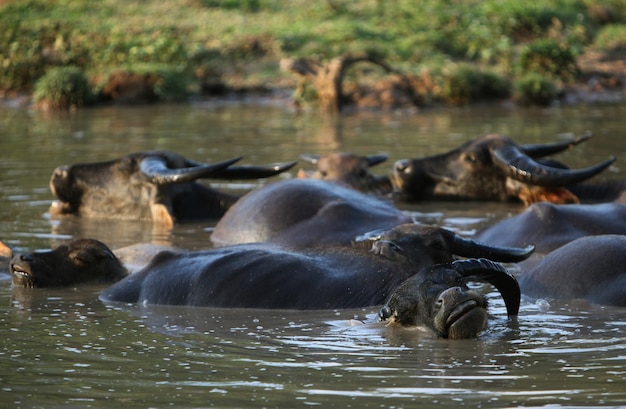 Photo buffaloes relaxing in river