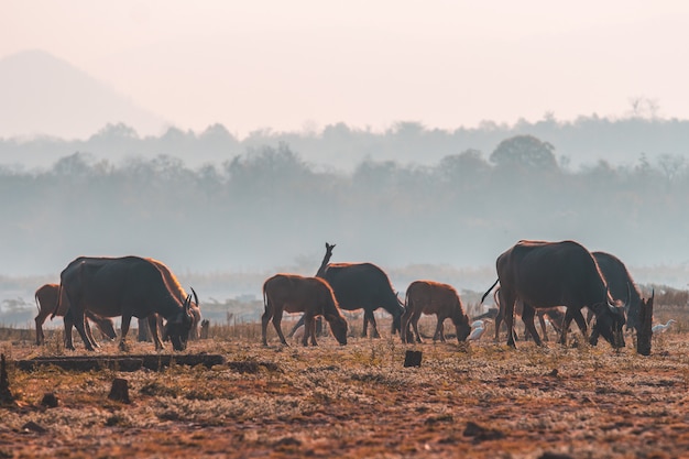 Buffaloes at sunset near Kerkini Lake in Greece