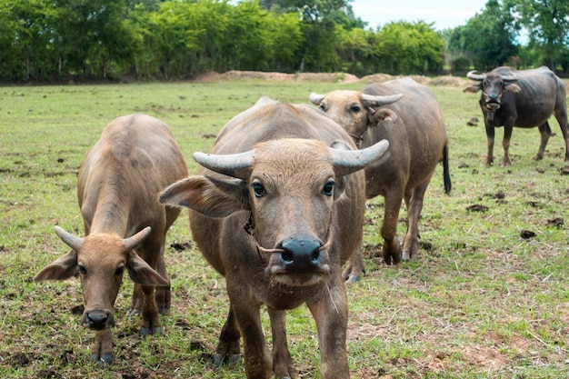 Buffaloes van Thailand in rijstgebied