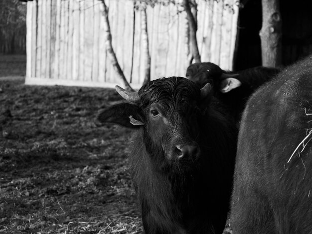 Buffalos on field at farm