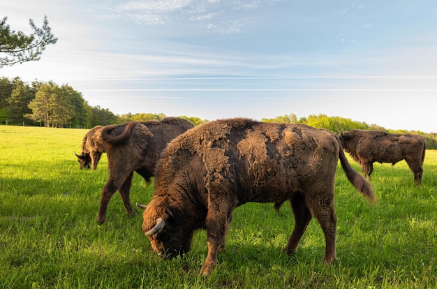 Photo buffalos in a field