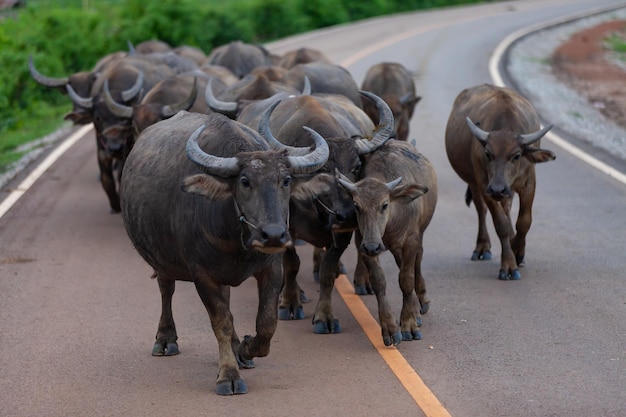 Buffalos walking on country road Thailand