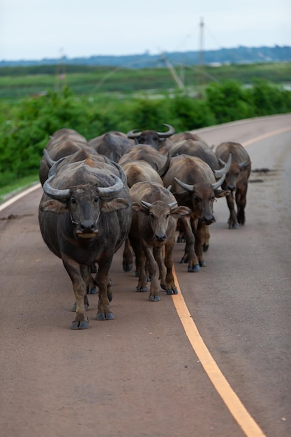 Buffalos walking on country road Thailand