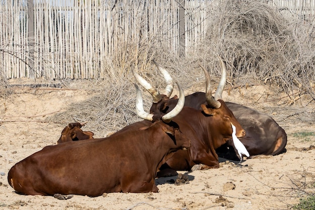 Buffalos with Cattle Egret at safari park in Dubai