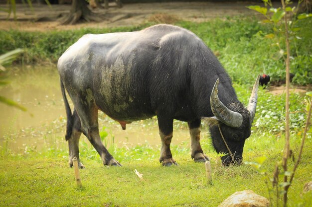 Photo buffalow dinner