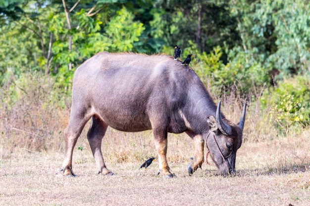 Foto buffalow eet glas op het veld