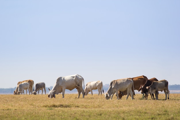 buffel die gras eet