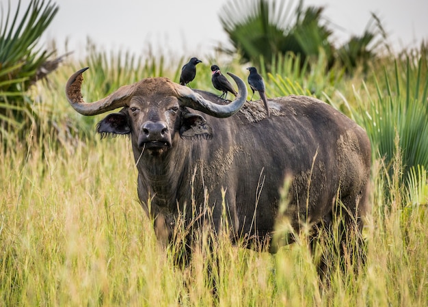 Buffel in de savanne met vogels op zijn rug