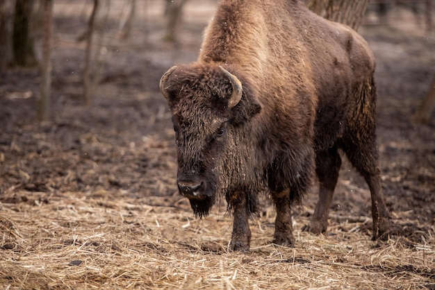 Buffel op de natuur