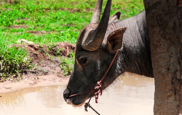 Buffel op het platteland in Noord-Thailand