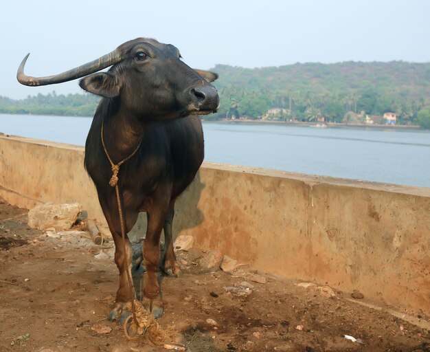 Buffel portret