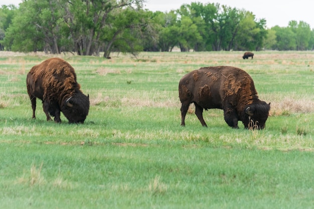 Buffel van haar bij Rocky Mountain Arsenal National Wildlife Refuge, Colorado.