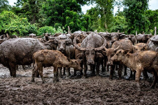 Foto buffelbevolking in landelijke gebieden van het land, thailand.