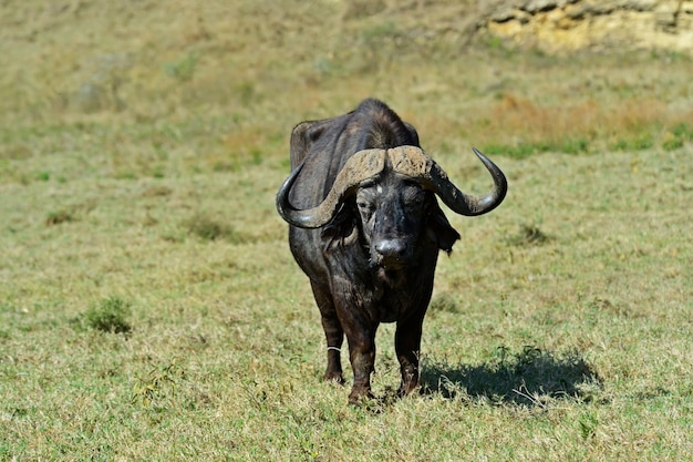 Foto buffels afrikaans nationaal park samburu. kenia. afrika.