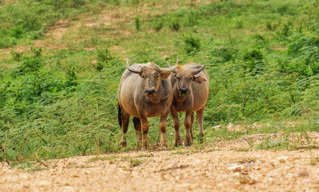 Buffels die en gras bevinden zich kauwen