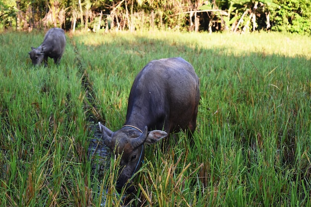 Buffels die gras eten in de velden