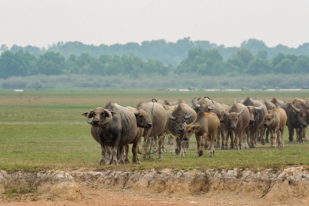 Buffels die gras eten op grasveld riversidexA