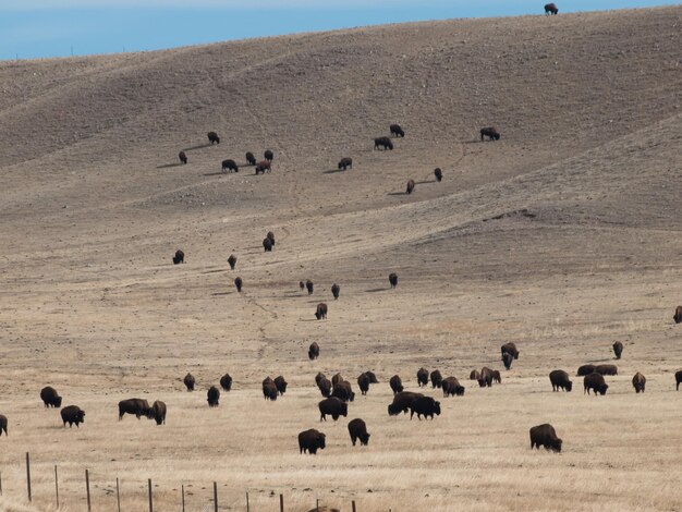 Buffels die op boerderij in wyoming grazen.