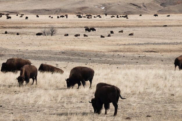 Buffels die op boerderij in Wyoming grazen.