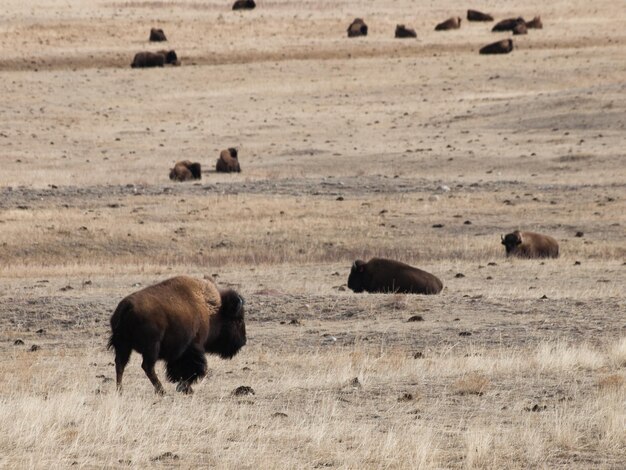 Buffels die op boerderij in Wyoming grazen.