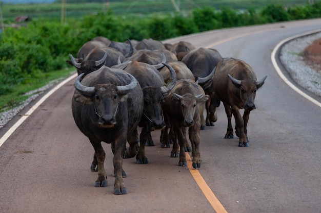 Buffels die op landweg Thailand lopen