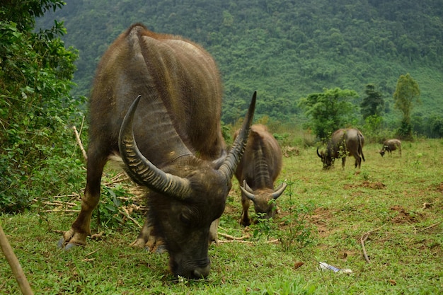 Buffels grazen op een veld