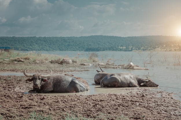 Buffels in de rivier