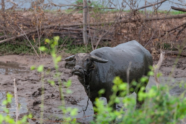 Buffels in een kraam op het platteland van Thailand Thaise buffels