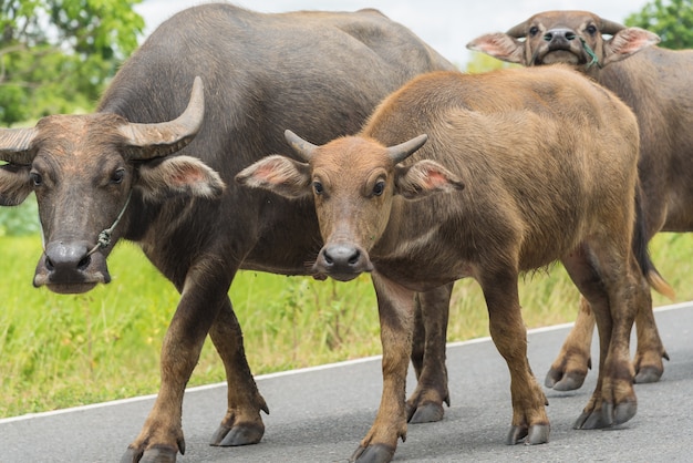 Buffels in Thailand.