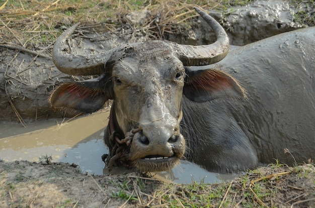 Buffels liggen in de modder vies, levensstijlen van de buffel.