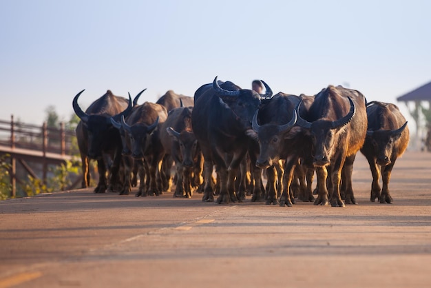Buffels lopen op een weg op het platteland van Thailand