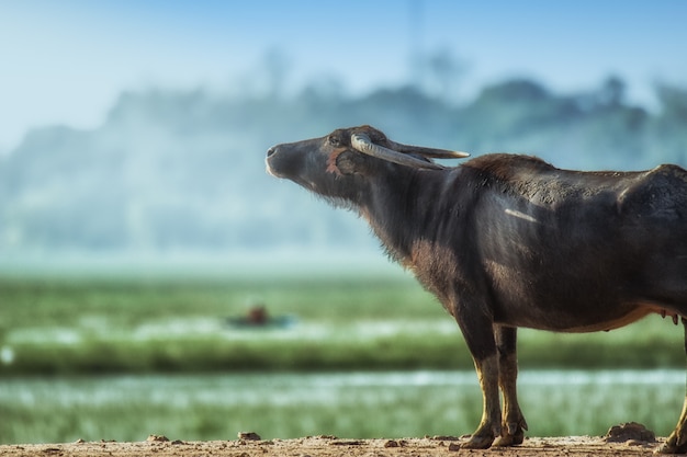 buffels op het platteland