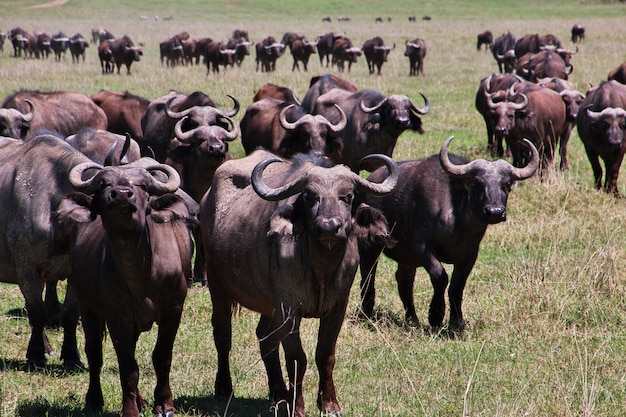 Buffels op safari in Kenia en Tanzania, Afrika